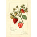 Reproductie van het schilderij Fragaria Corsican - Amanda Almira Newton