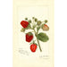 Fragaria Deacon - Amanda Almira Newton — weergave van het kunstwerk