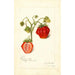 Fragaria Dew - Amanda Almira Newton — weergave van het kunstwerk