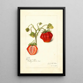 Amanda Almira Newton - Fragaria Dew.webp