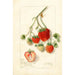 Fragaria Dole - Amanda Almira Newton — weergave van het kunstwerk