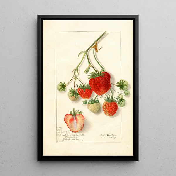 Fragaria Dole - Amanda Almira Newton — ingelijst kunstwerk aan de muur