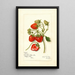 Reproductie van het schilderij Fragaria Gibson - Amanda Almira Newton