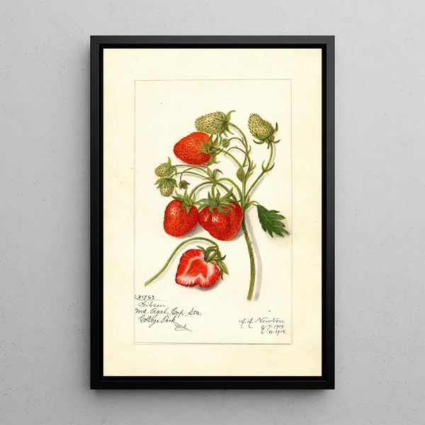 Reproductie van het schilderij Fragaria Gibson - Amanda Almira Newton