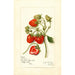 Reproductie van het schilderij Fragaria Gibson - Amanda Almira Newton