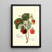Reproductie van het schilderij Fragaria Indiana - Amanda Almira Newton