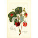 Reproductie van het schilderij Fragaria Indiana - Amanda Almira Newton