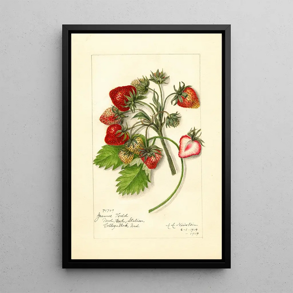 Reproductie van het schilderij Fragaria James Todd - Amanda Almira Newton