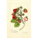 Reproductie van het schilderij Fragaria James Todd - Amanda Almira Newton