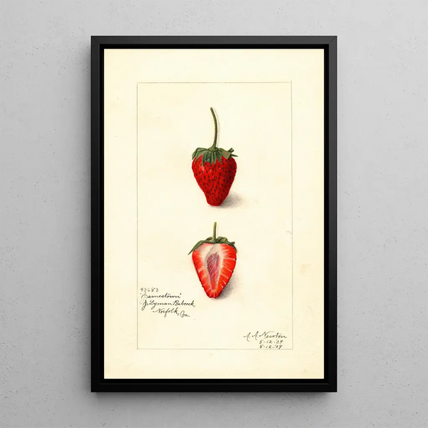 Fragaria Jamestown - Amanda Almira Newton — ingelijst kunstwerk aan de muur