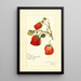 Reproductie van het schilderij Fragaria La Follette - Amanda Almira Newton