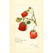 Reproductie van het schilderij Fragaria La Follette - Amanda Almira Newton