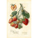 Fragaria Marshall - Amanda Almira Newton — weergave van het kunstwerk