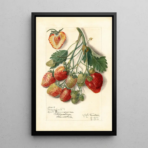 Fragaria Marshall - Amanda Almira Newton — ingelijst kunstwerk aan de muur