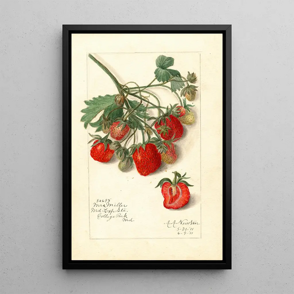 Fragaria Mrs - Amanda Almira Newton — ingelijst kunstwerk aan de muur