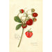 Fragaria Ohio Bay - Amanda Almira Newton — weergave van het kunstwerk