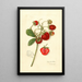 Fragaria Ohio Bay - Amanda Almira Newton — ingelijst kunstwerk aan de muur