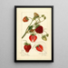 Reproductie van het schilderij Fragaria Pearl - Amanda Almira Newton