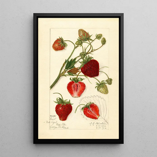 Amanda Almira Newton - Fragaria Pearl.webp
