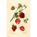 Reproductie van het schilderij Fragaria Pearl - Amanda Almira Newton