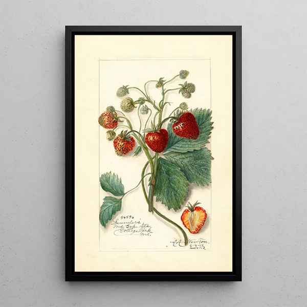 Fragaria Saunders - Amanda Almira Newton — ingelijst kunstwerk aan de muur