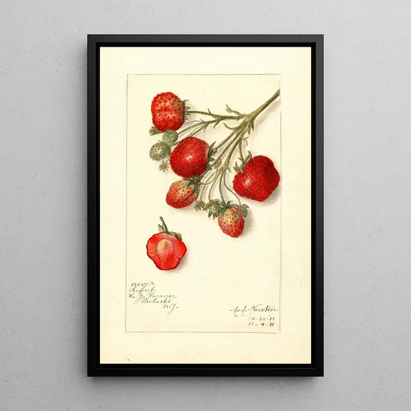 Reproductie van het schilderij Fragaria Superb - Amanda Almira Newton