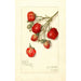 Reproductie van het schilderij Fragaria Superb - Amanda Almira Newton
