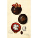 Reproductie van het schilderij Garcinia mangostana - Amanda Almira Newton