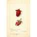 Hibiscus sabdariffa Roselle - Amanda Almira Newton — weergave van het kunstwerk
