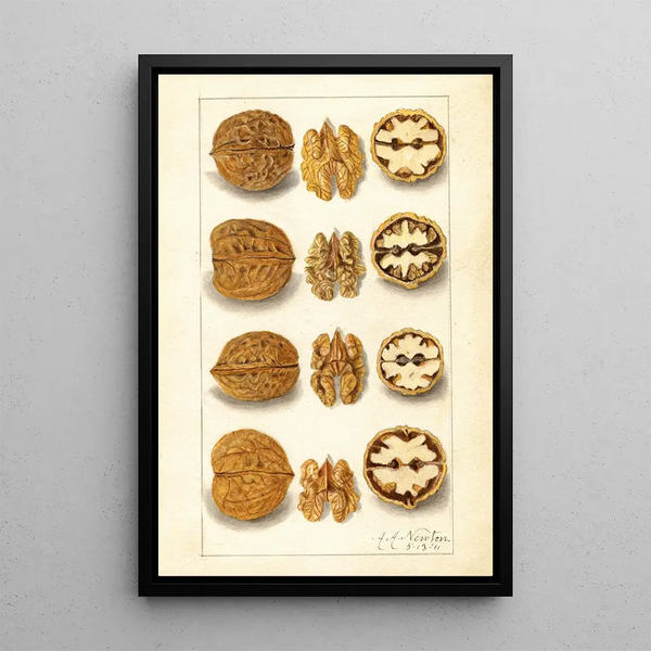 Juglans - Amanda Almira Newton — ingelijst kunstwerk aan de muur