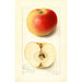 Malus domestica Banana - Amanda Almira Newton — weergave van het kunstwerk