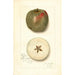 Malus domestica Ben Cap - Amanda Almira Newton — weergave van het kunstwerk