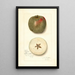 Malus domestica Ben Cap - Amanda Almira Newton — ingelijst kunstwerk aan de muur