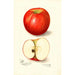 Malus domestica Doctor - Amanda Almira Newton — weergave van het kunstwerk