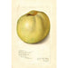 Malus domestica Gloria Mundi - Amanda Almira Newton — weergave van het kunstwerk