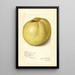Malus domestica Gloria Mundi - Amanda Almira Newton — ingelijst kunstwerk aan de muur