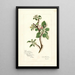 Reproductie van het schilderij Malus domestica Jonathan - Amanda Almira Newton
