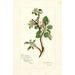 Reproductie van het schilderij Malus domestica Jonathan - Amanda Almira Newton