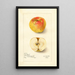 Reproductie van het schilderij Malus domestica Lady Blush - Amanda Almira Newton
