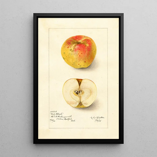Amanda Almira Newton - Malus domestica Lady Blush.webp
