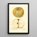 Reproductie van het schilderij Malus domestica Pumpkin Sweet - Amanda Almira Newton