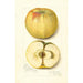 Malus domestica Quince - Amanda Almira Newton — weergave van het kunstwerk
