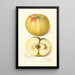 Malus domestica Quince - Amanda Almira Newton — ingelijst kunstwerk aan de muur