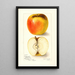 Reproductie van het schilderij Malus domestica Ridgeways Chehalem - Amanda Almira Newton