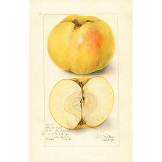 Amanda Almira Newton - Malus domestica Stones Apple.webp