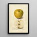 Reproductie van het schilderij Malus domestica Tallow Pippin - Amanda Almira Newton