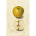Reproductie van het schilderij Malus domestica Tallow Pippin - Amanda Almira Newton