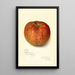 Reproductie van het schilderij Malus domestica Twenty Ounce - Amanda Almira Newton