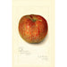 Reproductie van het schilderij Malus domestica Twenty Ounce - Amanda Almira Newton