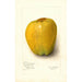 Malus domestica White Pearmain - Amanda Almira Newton — weergave van het kunstwerk